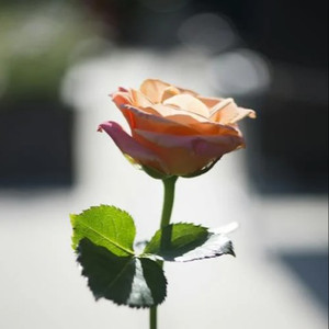 黑人巨大中出し21歳
